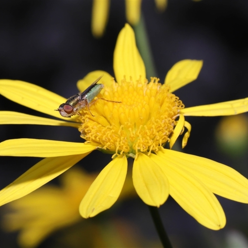 Odontomyia sp. (genus)