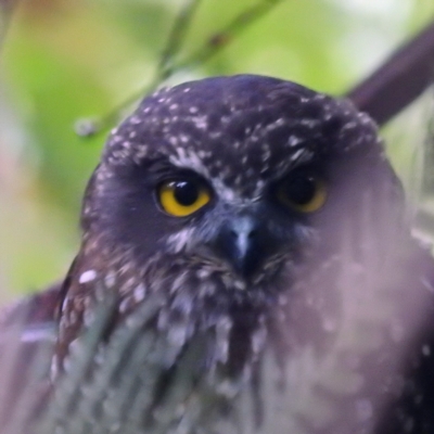 Ninox leucopsis