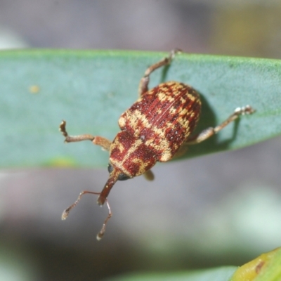 Lybaeba metasternalis