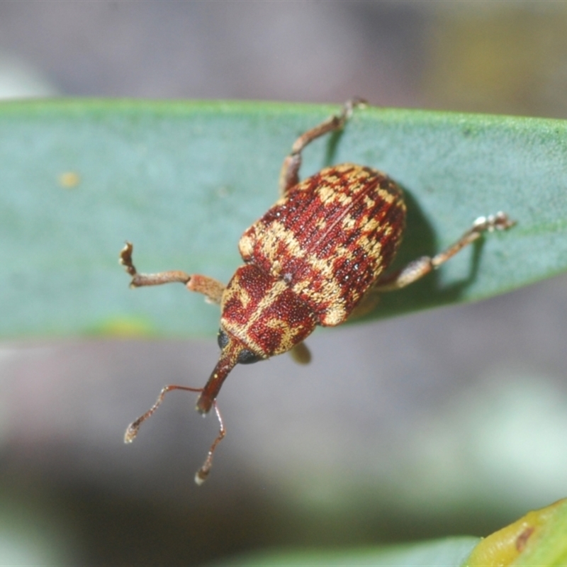 Lybaeba metasternalis