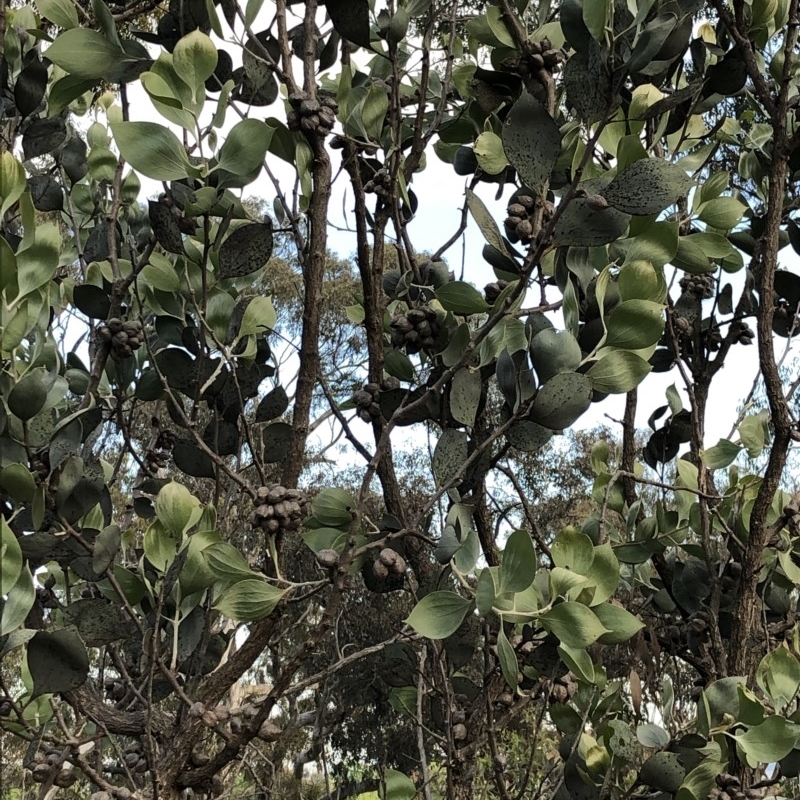 Hakea elliptica