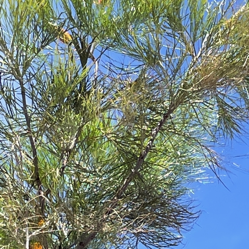 Grevillea pteridifolia