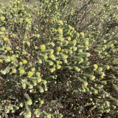 Pimelea ammocharis