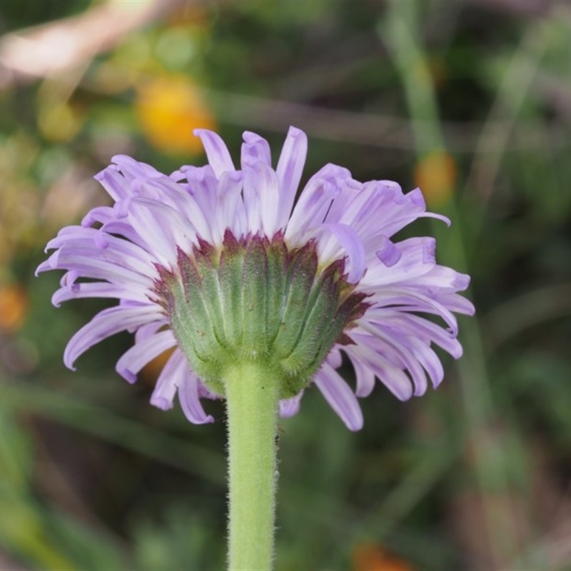 Brachyscome spathulata