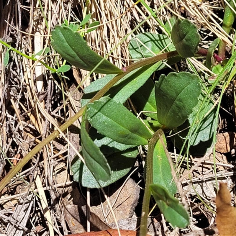 Brachyscome spathulata