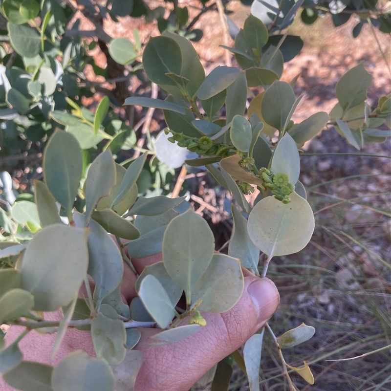 Codonocarpus cotinifolius