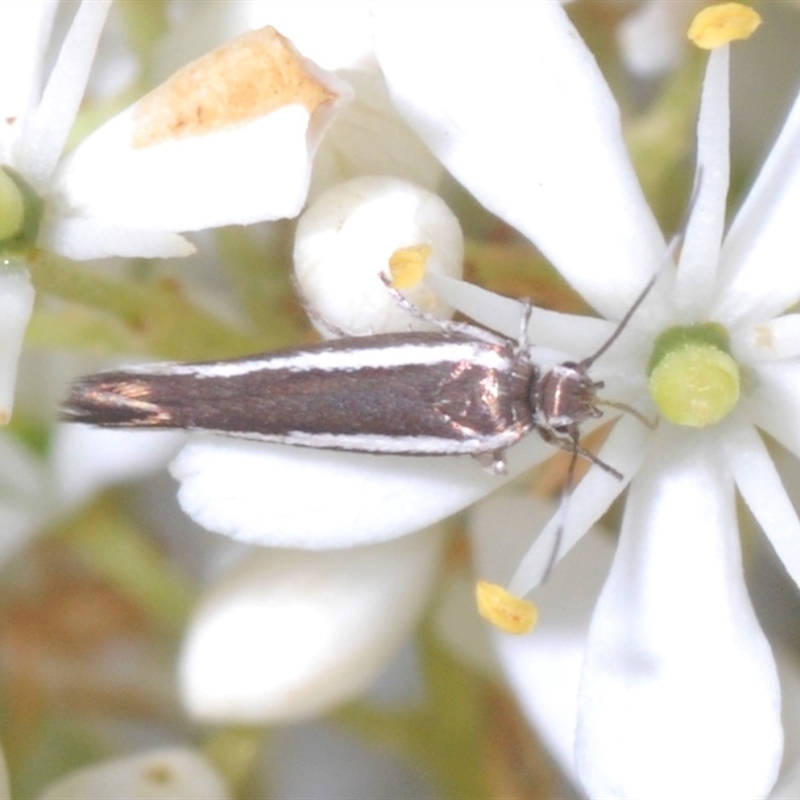 Scythris diatoma