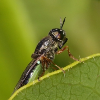 Odontomyia opertanea