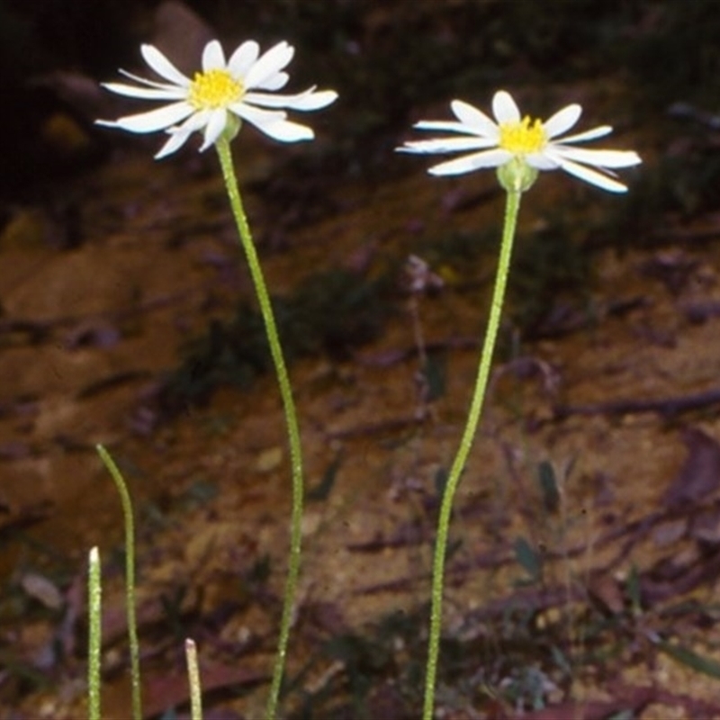 Brachyscome staceae