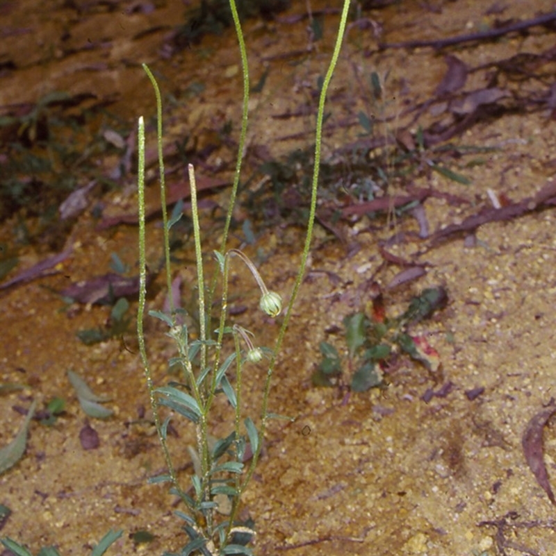 Brachyscome staceae