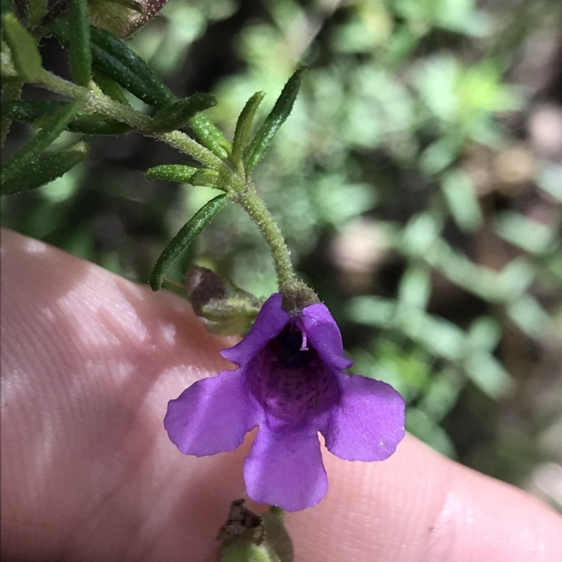 Prostanthera howelliae