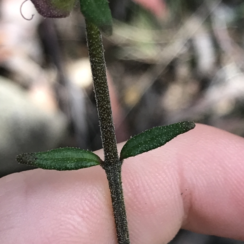 Prostanthera howelliae