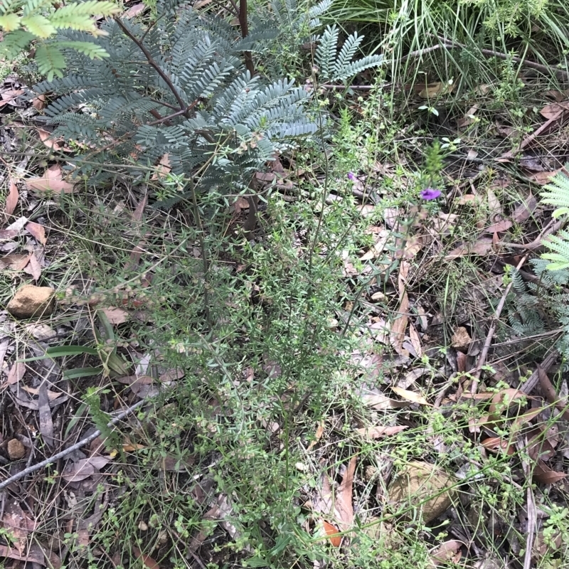 Prostanthera howelliae