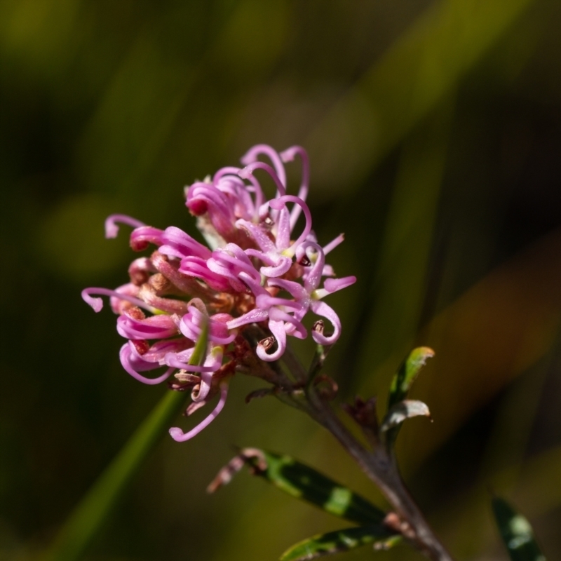 Grevillea sericea