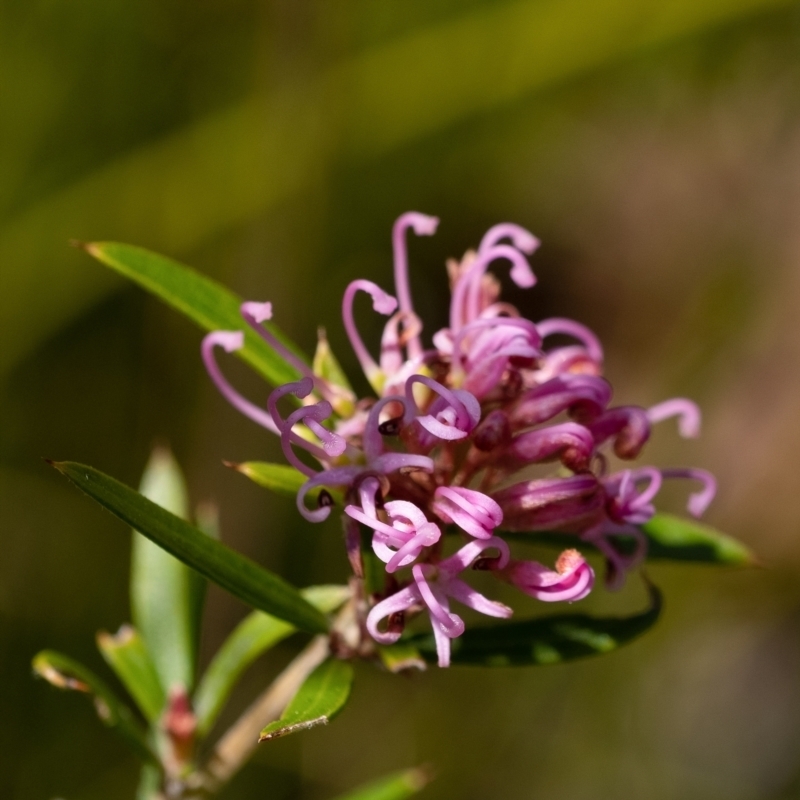 Grevillea sericea