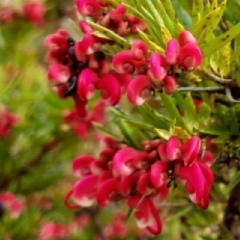 Grevillea baueri x rosmarinifolia (Hybrid)