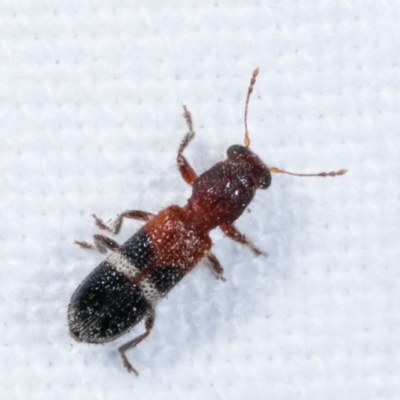 Tarsostenodes hilaris