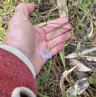 Brachyscome triloba