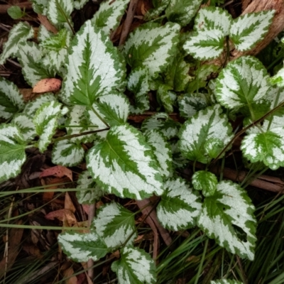 Lamium argentatum