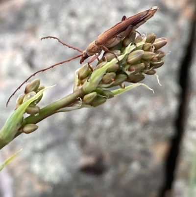 Uracanthus sp. (genus)