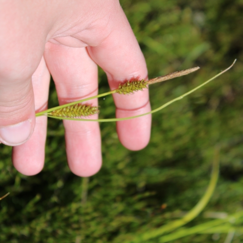 Carex blakei