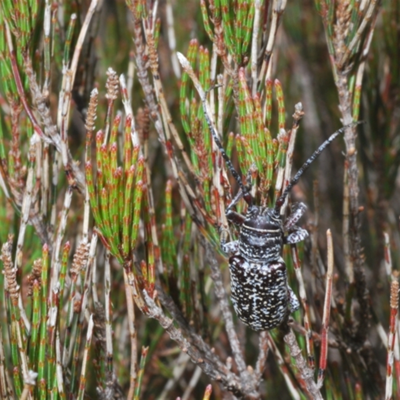 Rhytiphora sp. near simsoni