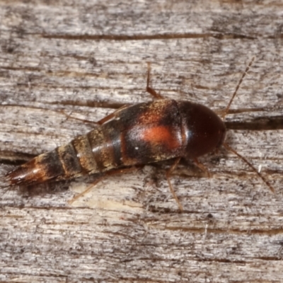 Sepedophilus sp. (genus)