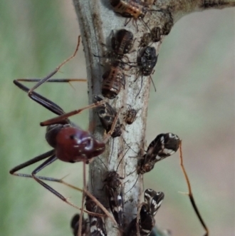 Adults and Nymphs