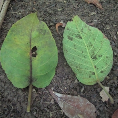 Ficus albipila