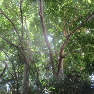 Ficus albipila