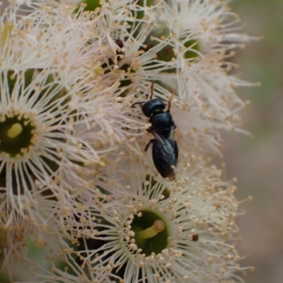 Pachyprosopis (Pachyprosopis) haematostoma