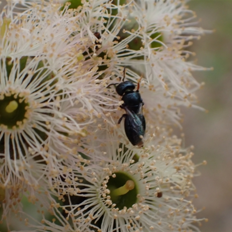 Pachyprosopis (Pachyprosopis) haematostoma