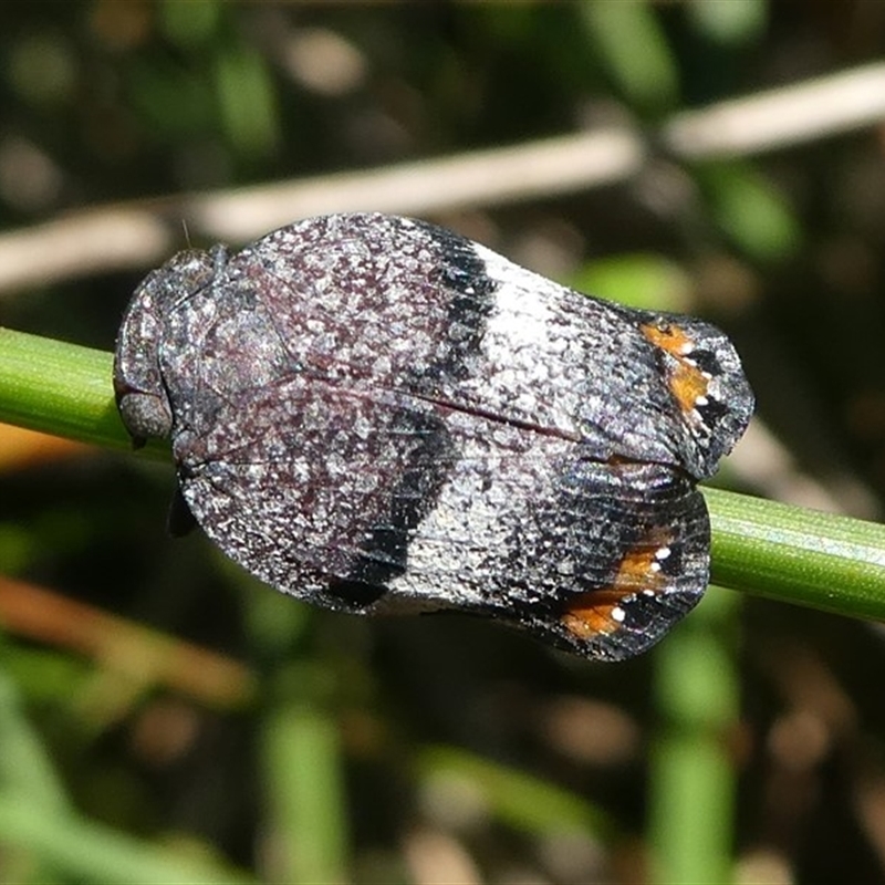 Platybrachys vidua