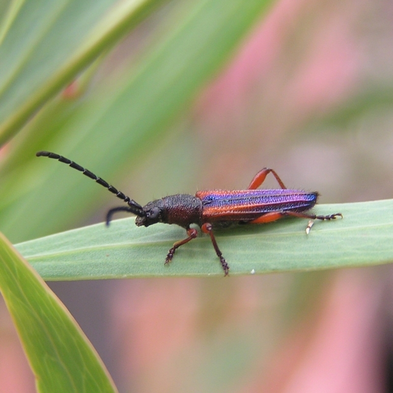 Brachytria jugosa