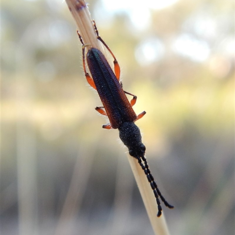 Brachytria jugosa