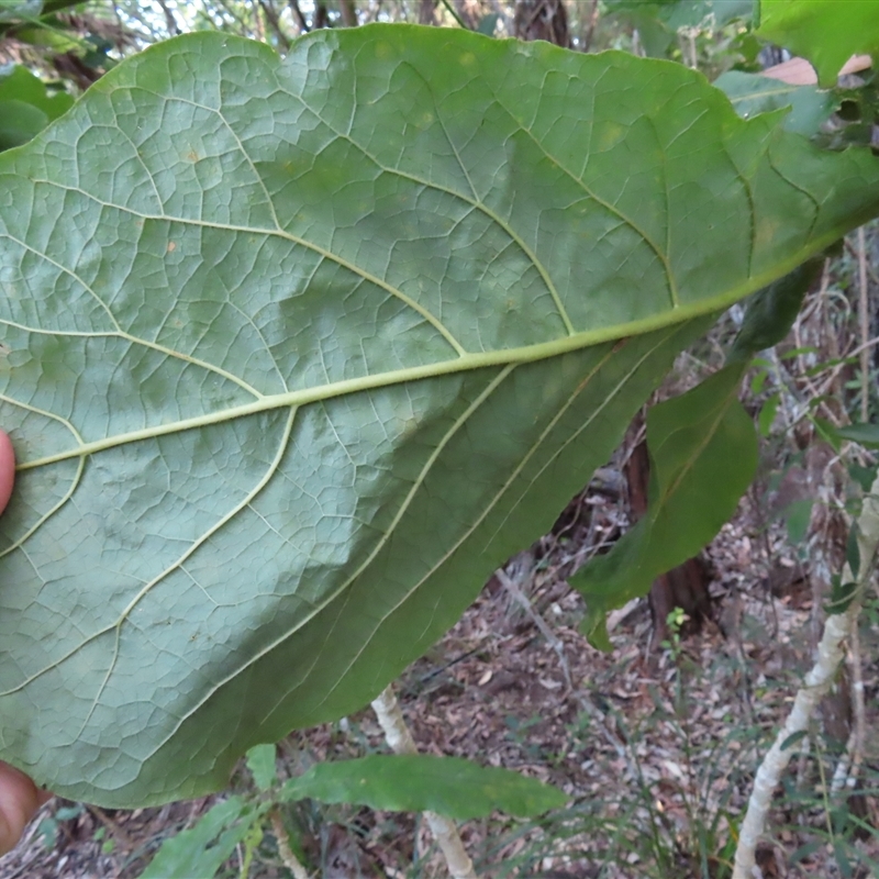 Deplanchea tetraphylla