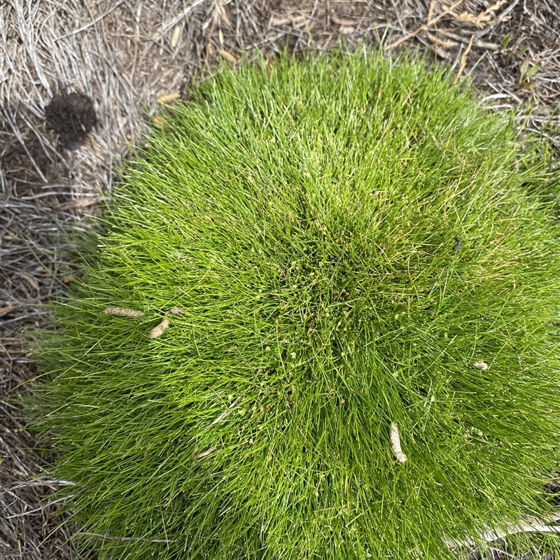 Isolepis montivaga