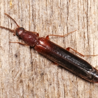 Lymexylidae sp. (family)