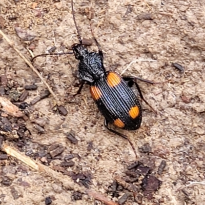 Craspedophorus sp. (genus)