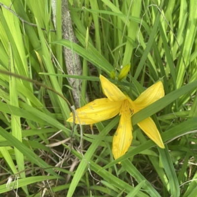 Hemerocallis sp.