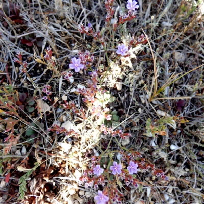 Limonium companyonis