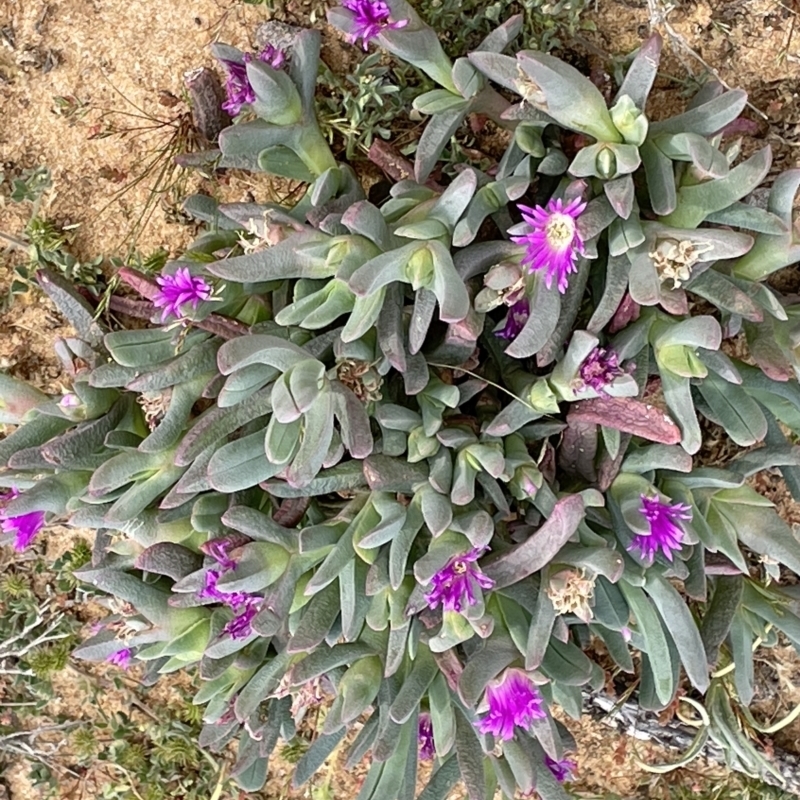 Carpobrotus modestus