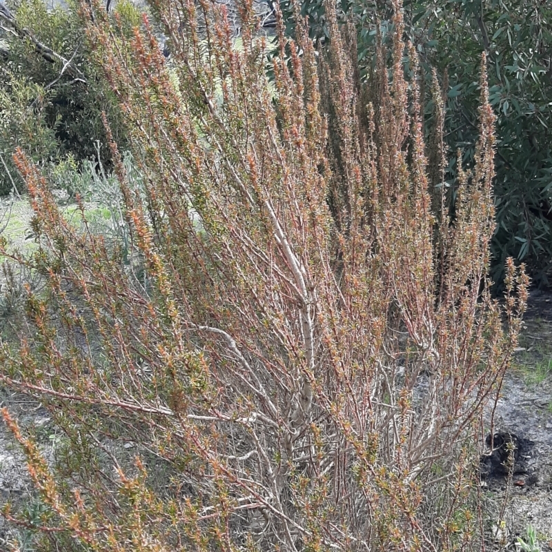 Gyrostemon australasicus