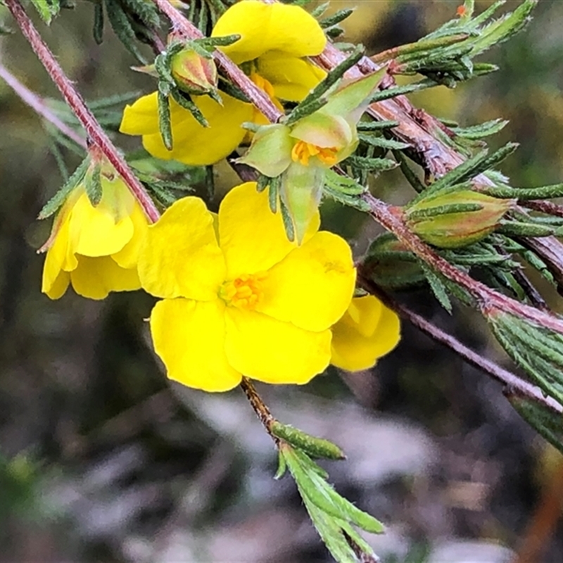 Hibbertia virgata