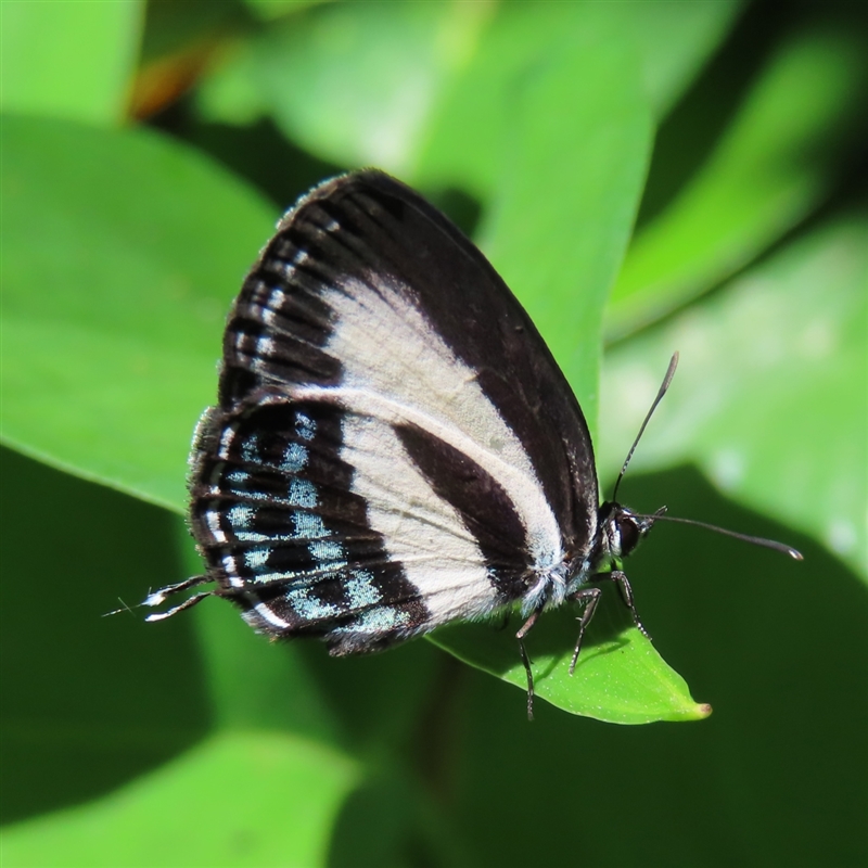 Nacaduba cyanea