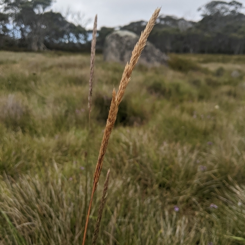 Deyeuxia carinata