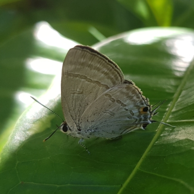 Hypolycaena phorbas