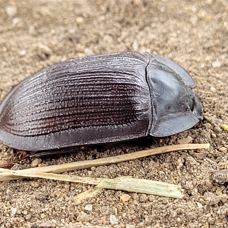 Pterohelaeus walkeri