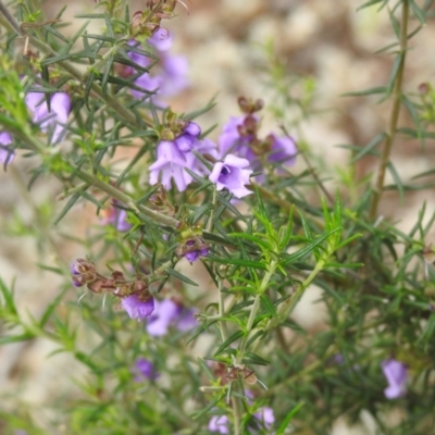 Prostanthera crocodyloides