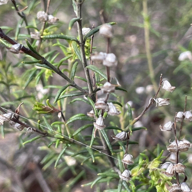 Prostanthera crocodyloides